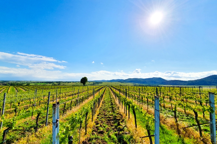 Das Pfälzer Rebenmeer lädt zu Wanderungen oder Radtouren durch die Weinberge ein.