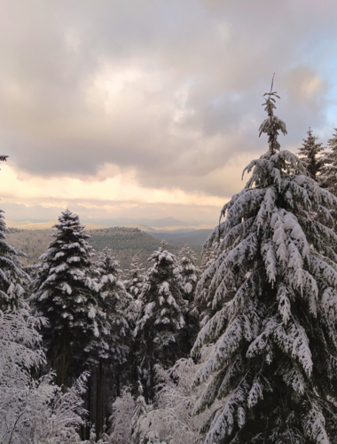 Verschneite Tannen im Pfälzerwald mit bewölktem Himmel und Blick auf entfernte Hügel.