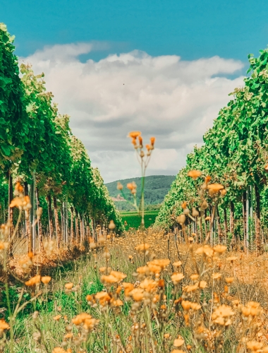 Hinter den Weinbergen bei Niederhorbach beginnt direkt die Erhebung des Pfälzerwaldes.