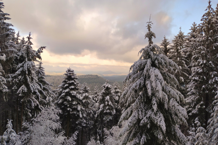 Verschneite Tannen im Pfälzerwald mit bewölktem Himmel und Blick auf entfernte Hügel.