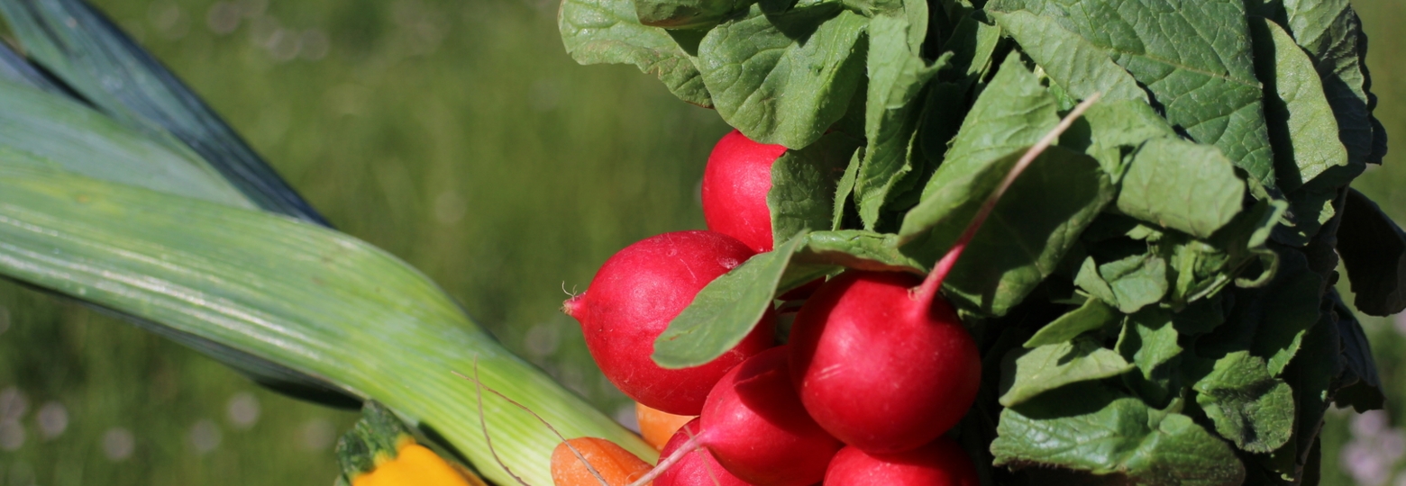 Frisches Gemüse aus der Pfalz