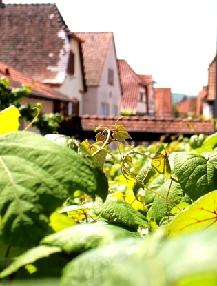 Ausblick auf die Reben im Innenhof vom Weingut
