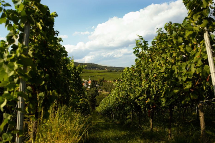 Blick auf ein Dorf durch eine Wingertszeile hindurch.