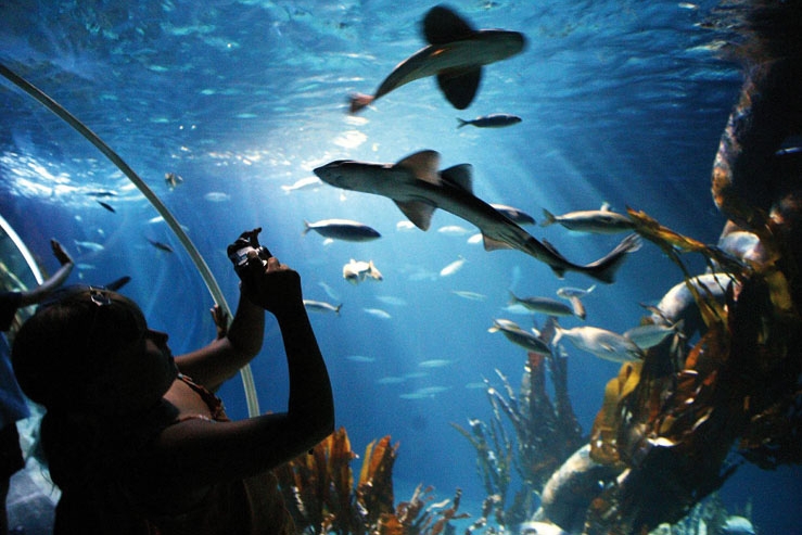 Eintauchen in die Unterwasserwelt des Sealife Aquariums in Speyer.