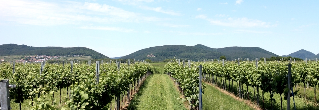 Durch die Weinberge schlendern