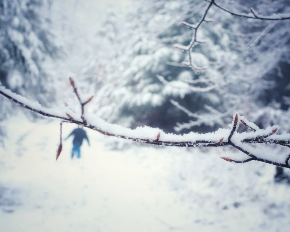 Nahaufnahme eines schneebedeckten Zweigs mit Knospen, im unscharfen Hintergrund ein verschneiter Waldweg und eine einzelne Person in Winterkleidung.