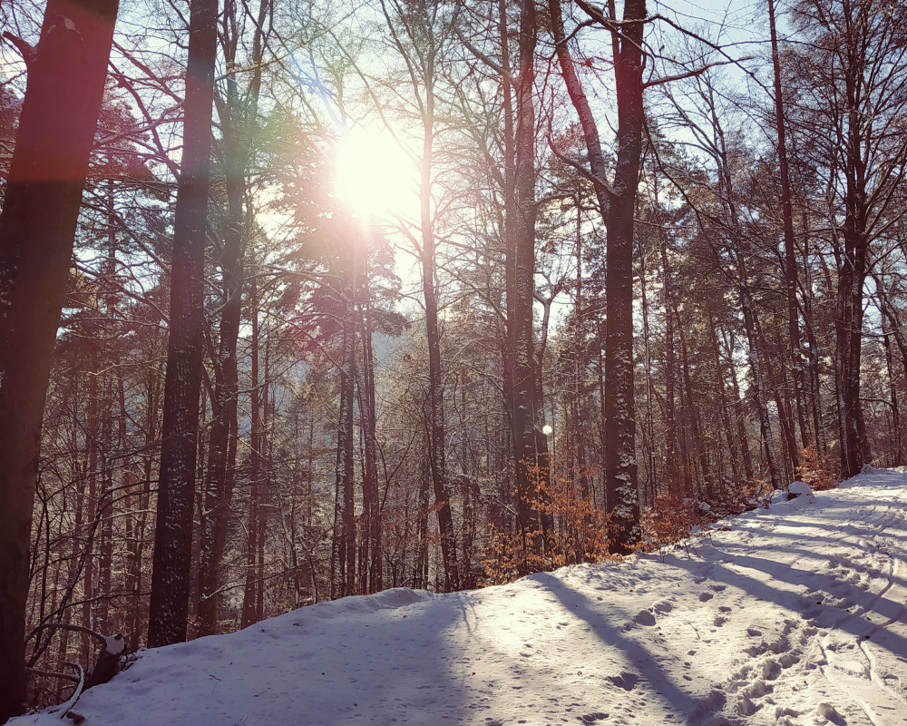 Verschneiter Waldweg im Pfälzerwald mit Sonnenlicht, das durch hohe, kahle Bäume scheint.