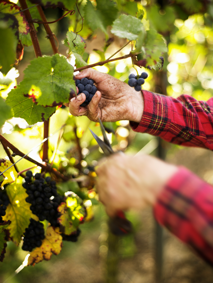 Auserlesene Beeren für außergewöhnliche Weine